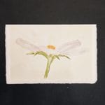 Folding Amalfi paper card with watercolor cosmea