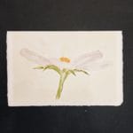 Biglietto in carta di Amalfi pieghevole con cosmea ad acquerello